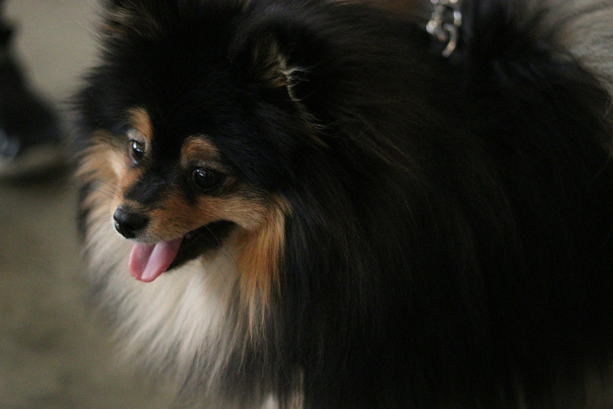 Happy dog with its tongue out