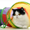 Collapsible Rainbow Cat Tunnel Toy
