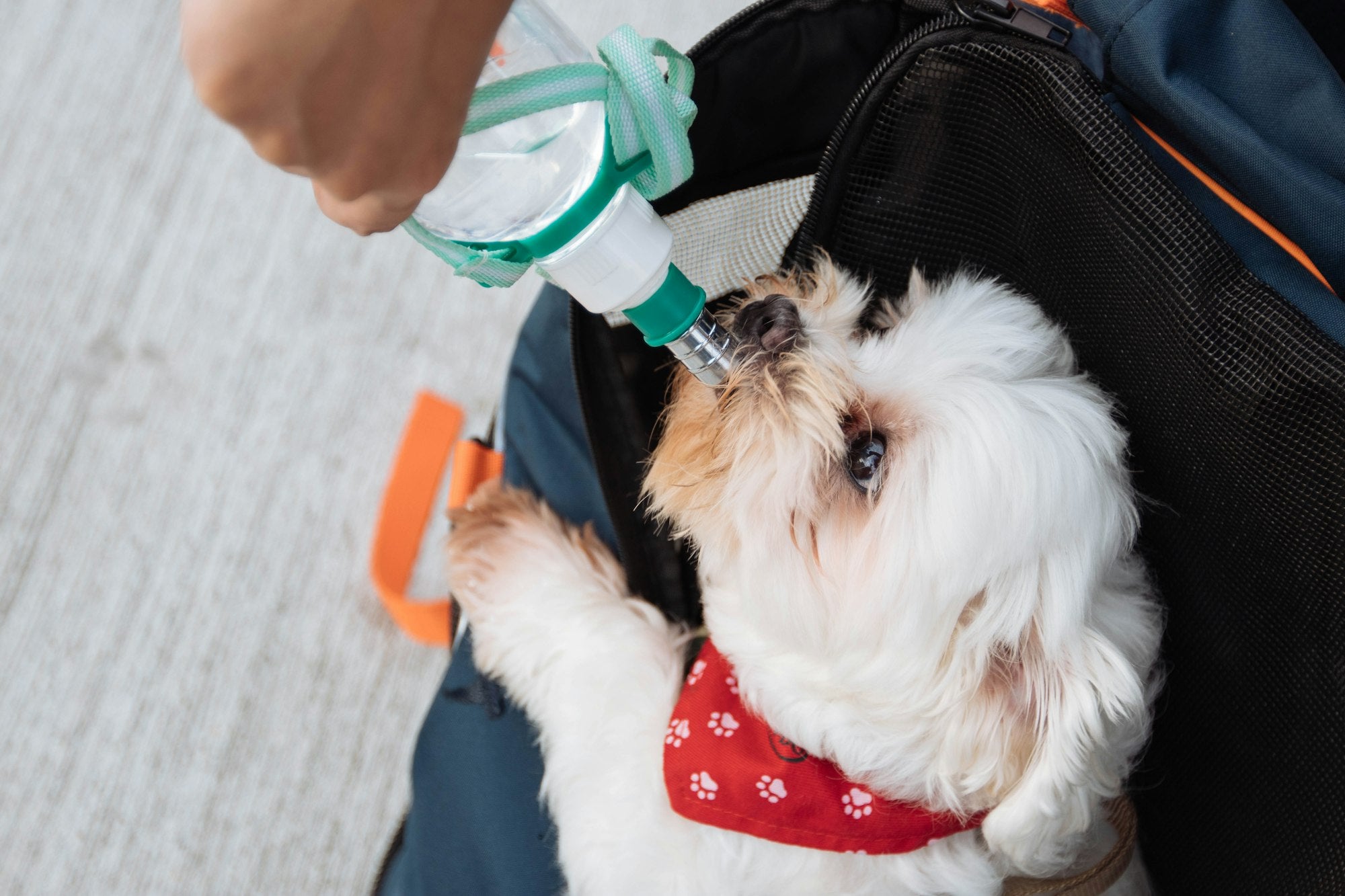 Dog drinking from a portable water bottle