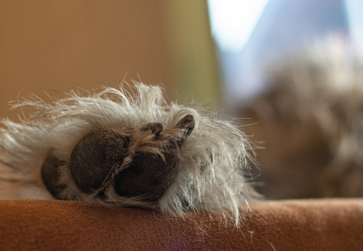 Cat relaxing on a couch next to a window