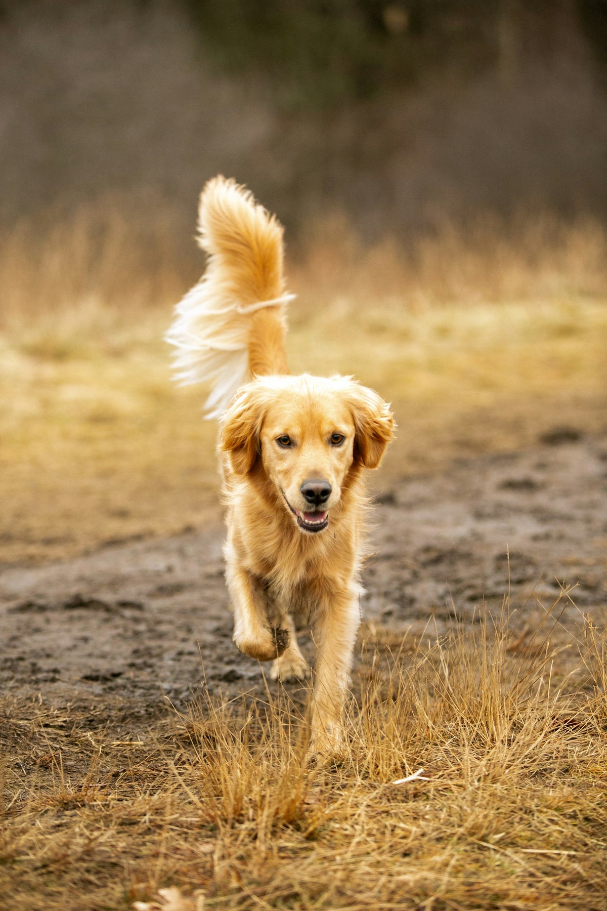 Golden retriever running through a field